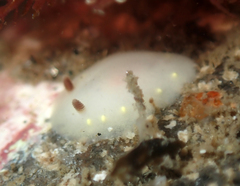 Cadlina flavomaculata