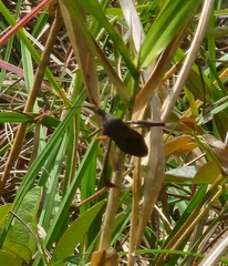 Acanthocephala femorata