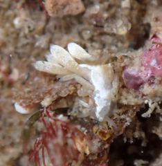 Trinchesia albocrusta