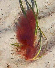Neoptilota asplenioides