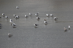 Larus fuscus graellsii