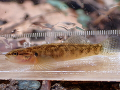 Etheostoma flabellare