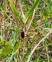 Acanthocephala femorata