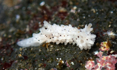 Aegires albopunctatus