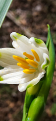 Leucojum aestivum