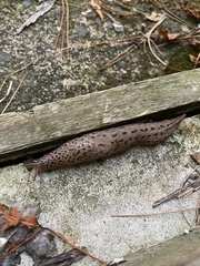 Limax maximus