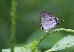 Sinthusa chandrana