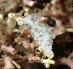 Aegires albopunctatus