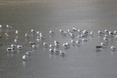 Larus fuscus graellsii