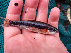 Clinostomus funduloides