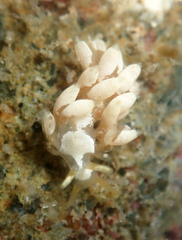 Trinchesia albocrusta