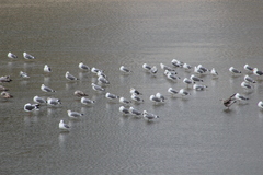 Larus fuscus graellsii