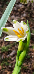 Leucojum aestivum