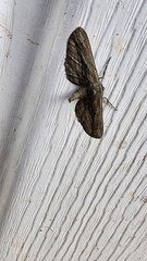 Holochroa dissociarius