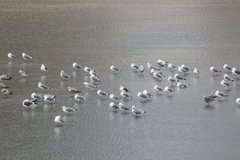 Larus fuscus graellsii