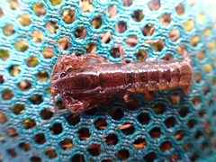 Cambarus latimanus