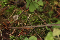 Tephrocybe rancida