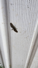 Holochroa dissociarius