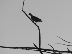 Patagioenas picazuro