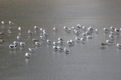 Larus fuscus graellsii