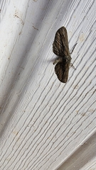 Holochroa dissociarius