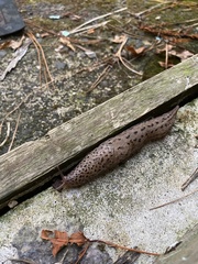 Limax maximus