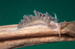 Coryphella cooperi