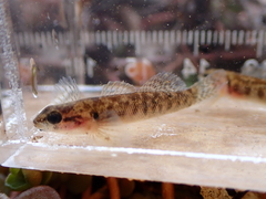 Etheostoma flabellare