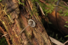 Tephrocybe rancida
