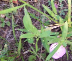 Dichanthelium scribnerianum