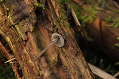Tephrocybe rancida