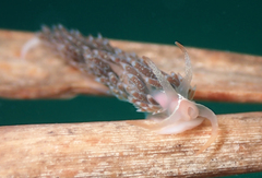 Coryphella cooperi