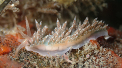 Coryphella cooperi
