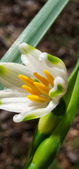 Leucojum aestivum
