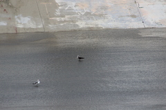 Larus fuscus graellsii