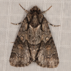 Acronicta transvalica