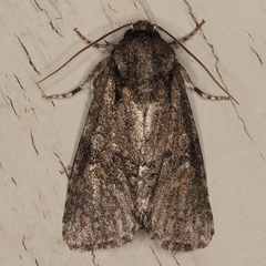 Acronicta transvalica