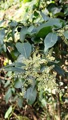 Maesa perlaria formosana