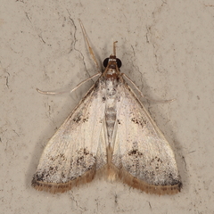 Autocharis sinualis