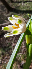 Leucojum aestivum