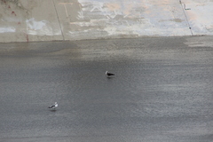 Larus fuscus graellsii