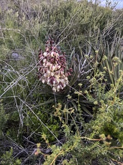 Yucca schidigera