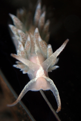 Coryphella cooperi