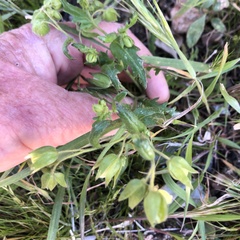 Emmenanthe penduliflora