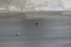 Larus fuscus graellsii