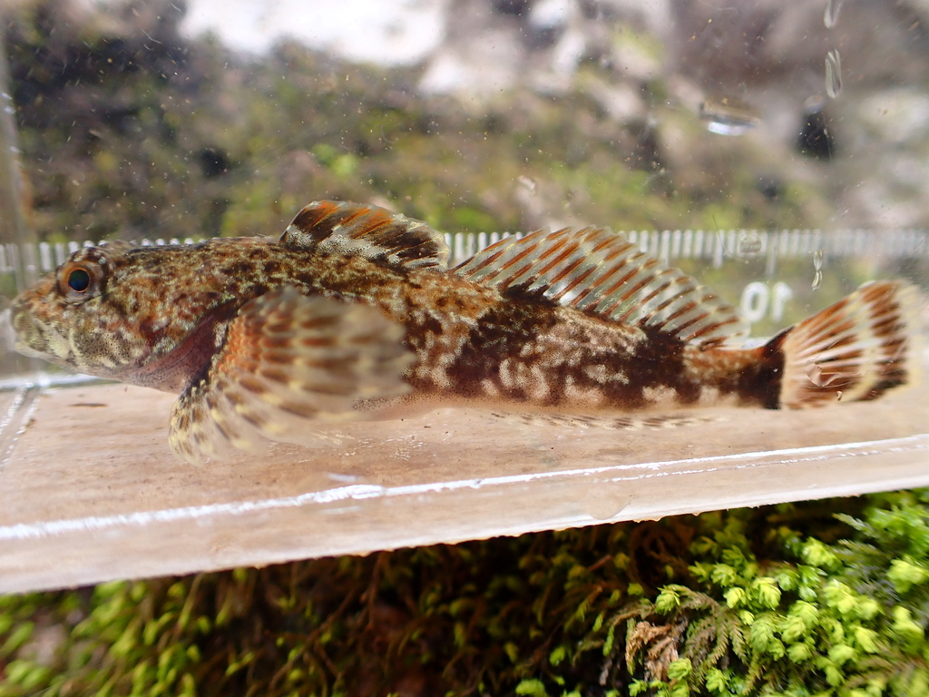 Blue Ridge sculpin (Cottus caeruleomentum) — Cottidae