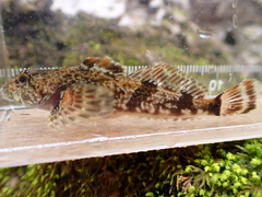 Cottus caeruleomentum