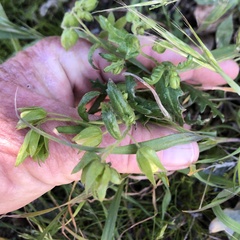 Emmenanthe penduliflora