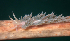 Coryphella cooperi