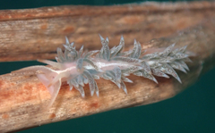 Coryphella cooperi